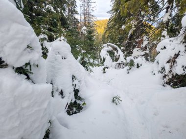 Karla kaplı ormanda dar bir patika.