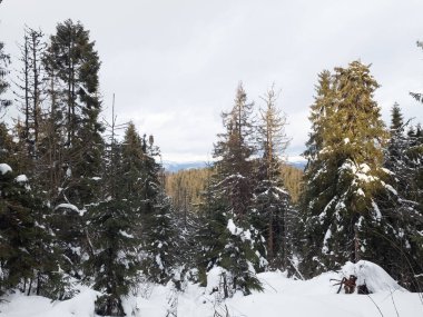 Ağaçların yanındaki karda kayak yapan bir insan.