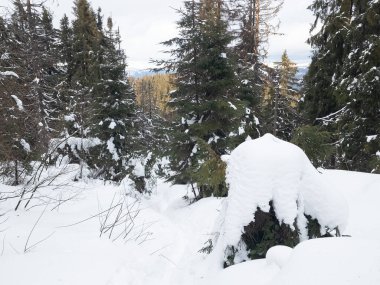 Ormanın ortasında karla kaplı bir ağaç kütüğü.