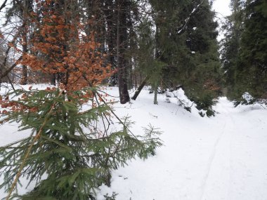 Karda kayak yapan biri.