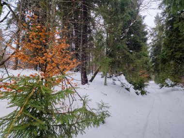 Ağaçların yanındaki karda kayak yapan bir insan.