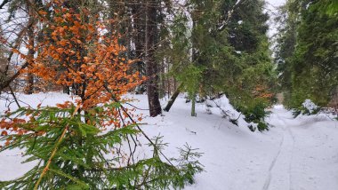 Ortada bir ağaç olan karlı bir patika.