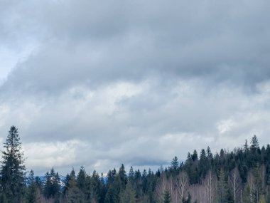 Arka planda ağaçlarla otlayan bir at.