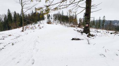 Arkasında ağaç olan karla kaplı bir yol.