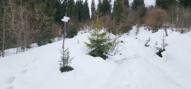 Karda kayak yapan biri.