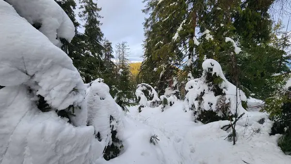 Ormanda karlı bir patika, çok karlı.
