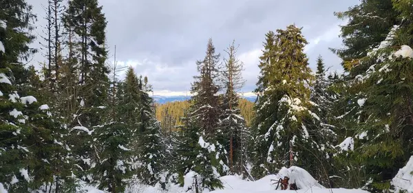 a snowy forest with a few trees in the foreground