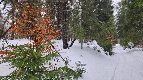 Ağaçların arasında karlı bir patika.