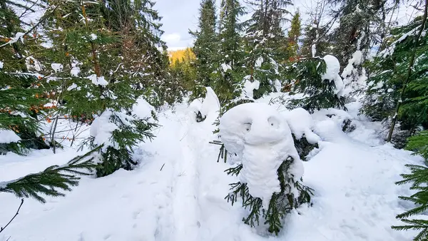 Ormanda karla kaplı bir ağaç gövdesi.