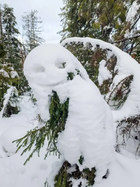 Ormanda karla kaplı bir ağaç gövdesi.