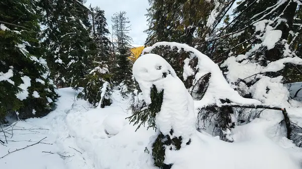 Bir snowboardcu bir ağacın üstünde havada.