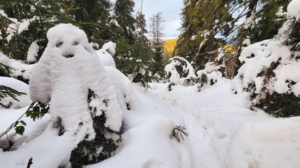 Ağaçlarla kaplı ormanda karlı bir patika.