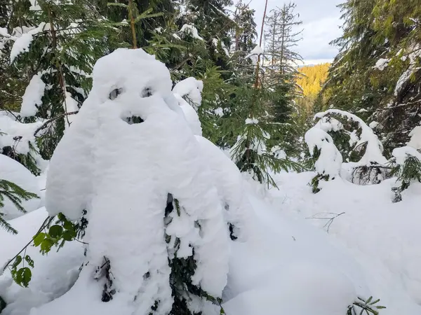 Karla kaplı bir ağaç, patikası olan bir ormanda.