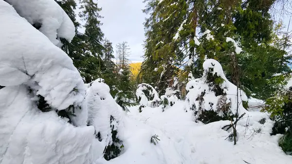 Ağaçlarla kaplı ormanda karlı bir patika.