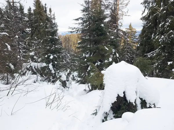 Ormanın ortasında karla kaplı bir ağaç kütüğü.