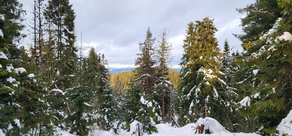 Ağaçların yanındaki karda kayak yapan bir insan.