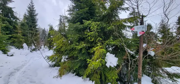 Ormanda üzerinde bir işaret olan bir patika.