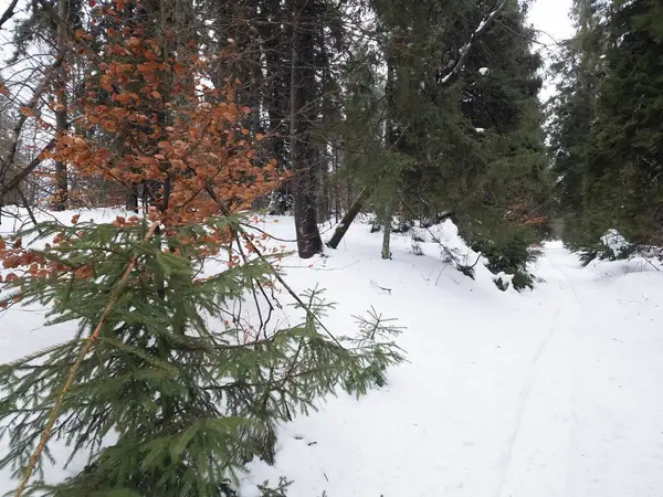 Karda kayak yapan biri.