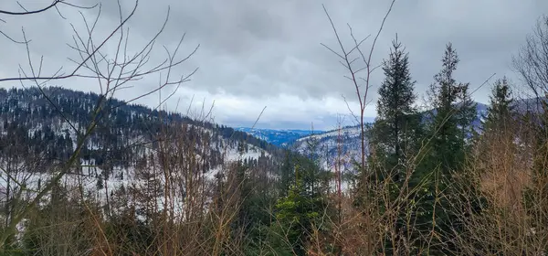 Birkaç ağaçla kaplı bir dağ.