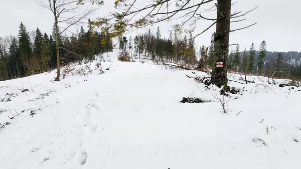 Arkasında ağaç olan karla kaplı bir yol.