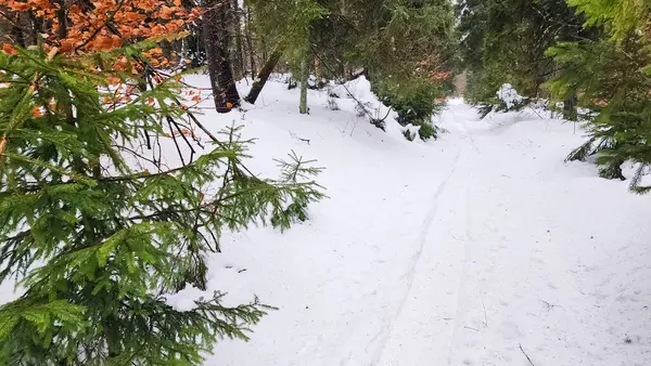 Kayak yapan bir insan karlı bir yolda ilerliyor.