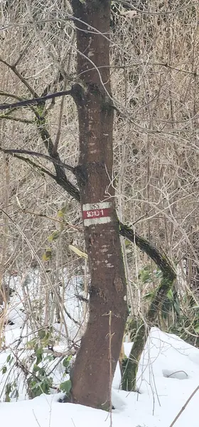 Karda üzerinde bir işaret olan bir ağaç.