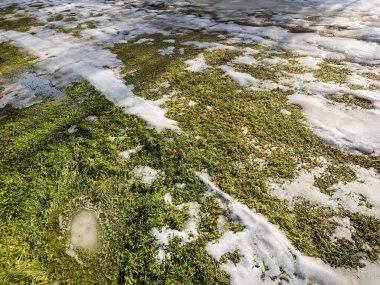 Küçük bir çimenlikle kaplı bir kar tarlası.