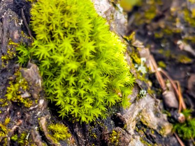 Ağaç gövdesinde büyüyen yosun bitkisi