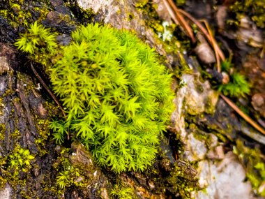 Ağaç gövdesinde büyüyen yosun bitkisi