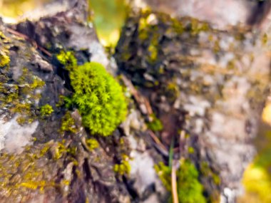 Üzerinde yosun yetişen bir ağaç gövdesi.