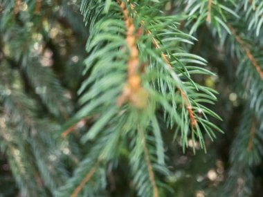 Yeşil iğneli ve kırmızı meyveli bir çam ağacı.