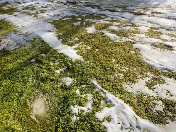 Küçük bir çimenlikle kaplı bir kar tarlası.