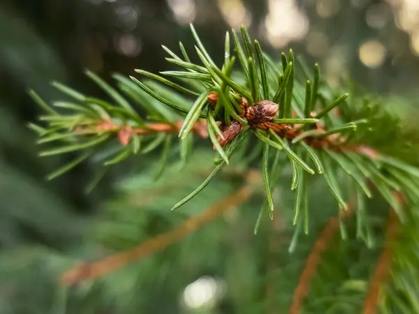 Een Dennenboom Tak Met Een Paar Kegels — Stockfoto