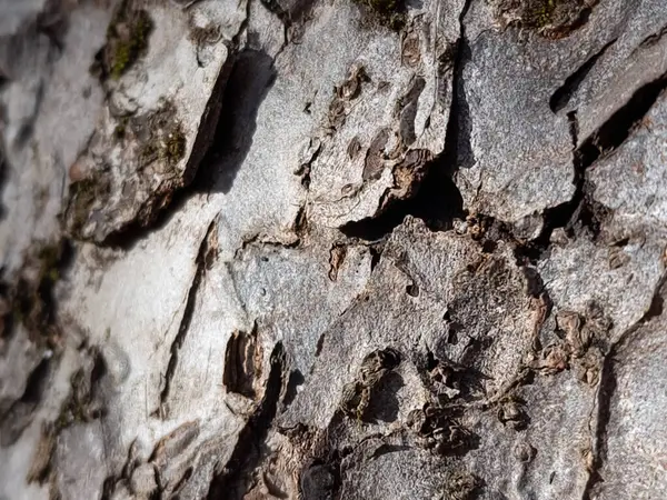 İçinde delik olan bir ağaç gövdesi.