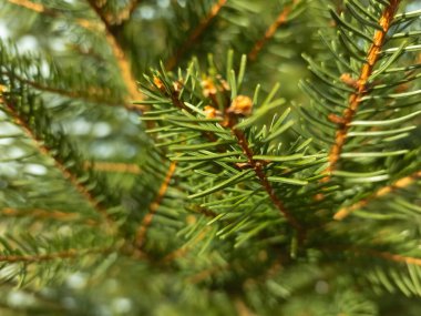 Üzerinde çam kozalakları olan bir çam ağacı.