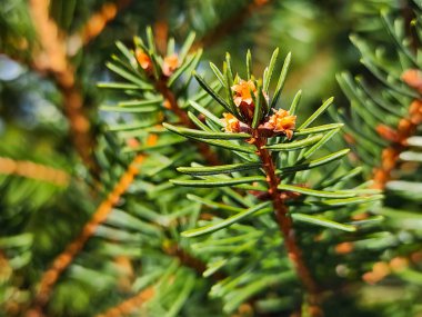 Bir kaç küçük portakal çiçekli bir çam ağacı.