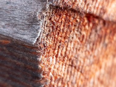 Bir odun parçasının yakın plan görüntüsü.