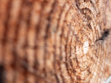 Üzerinde böcek olan bir tahta parçasının yakın çekimi.