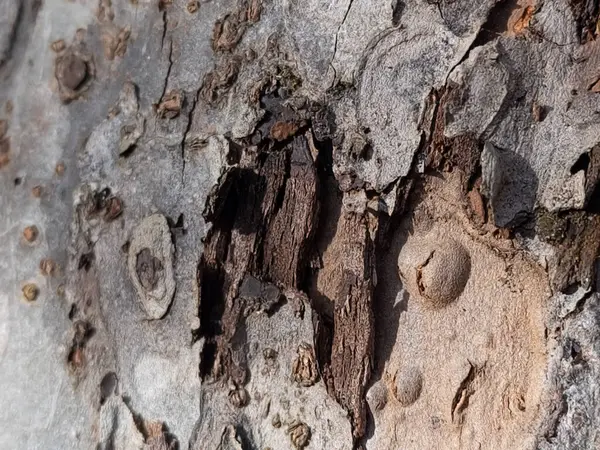 İçinde delik olan bir ağaç.