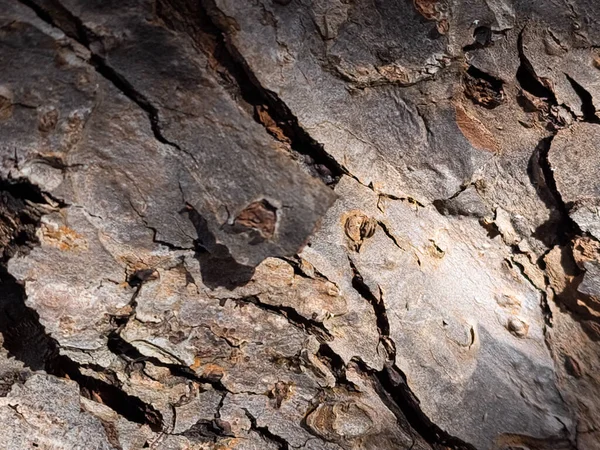 Üzerinde kuş olan bir ağaç gövdesine yakın plan.