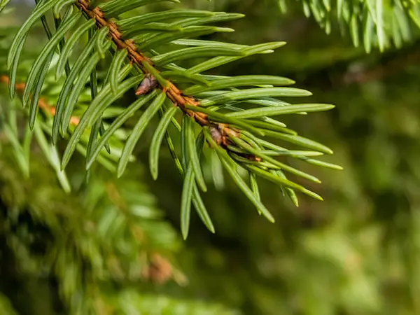 a pine tree branch with a pine cone on it