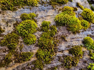 Yeşil ağaç kabuğu doku arka plan.