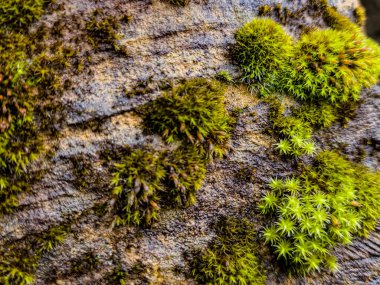 Ormandaki bir ağacın kabuğunda yosun ve liken