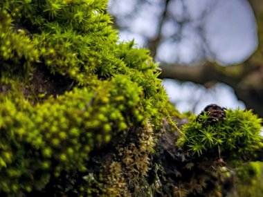 ağaç gövdesi üzerinde yeşil yosun