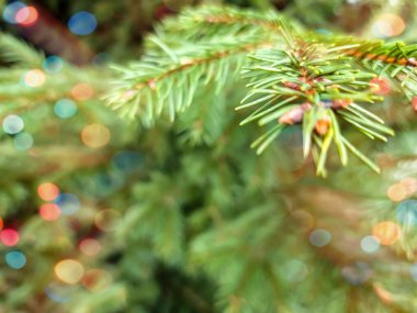 Ormanda bulanık bir geçmişi olan bir Noel ağacı..