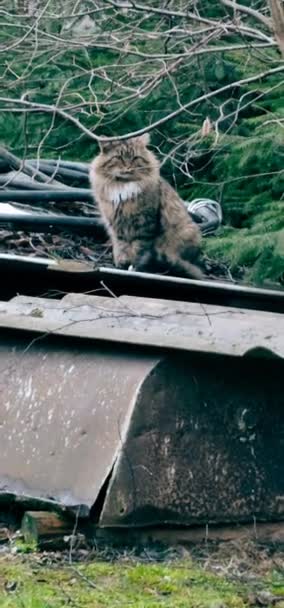 Eine Katze Sitzt Auf Einer Holzbank Und Frisst Futter Von — Stockvideo