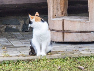 Güzel beyaz bir kedi bankta dinleniyor.