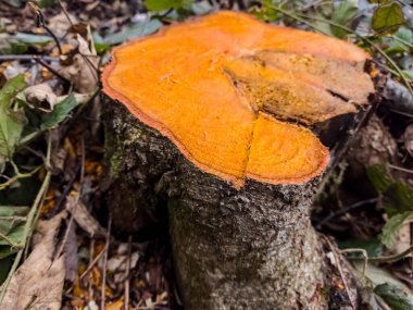 Ormandaki bir mantarın yakın plan çekimi.