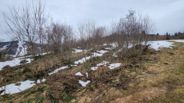 Kar ve ağaçlarla kaplı kış manzarası