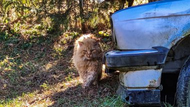 Kaplanın yolda dikey görüntüsü.